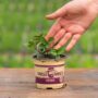 Mint – Chocolate – 4″ Pot